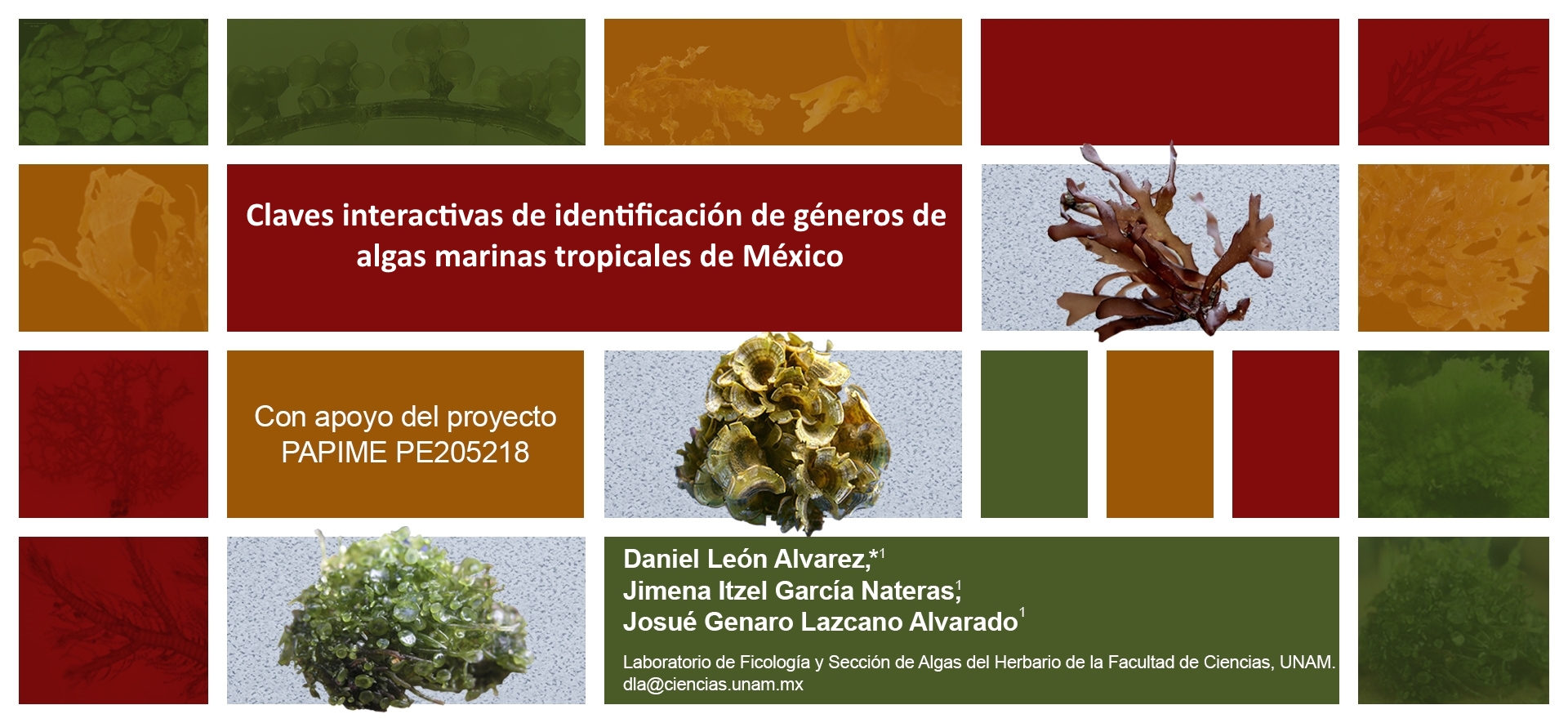 Clave interactiva WEB de identificación de géneros comunes de algas marinas tropicales de México